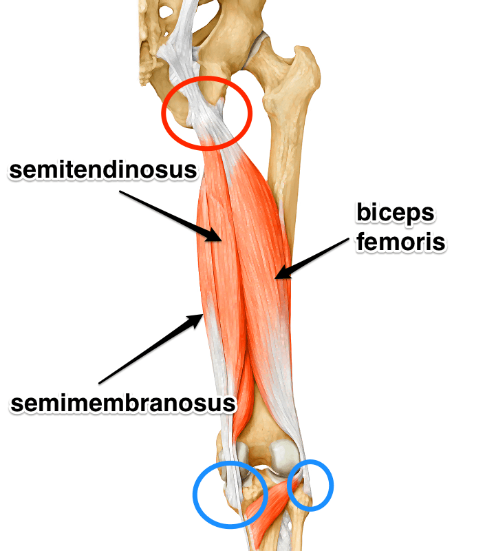 Hamstring muscle anatomy diagram showing attachment at the ischial tuberosity