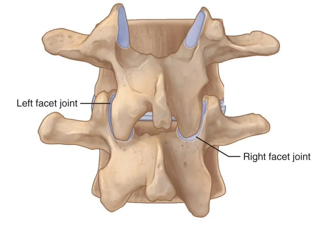 Facet Syndrome: When Spinal Joints Cause Your Back Pain